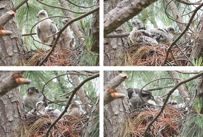オオタカのヒナと親鳥（写真提供：公益財団法人 日本野鳥の会）